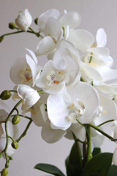 Barbara, sztuczny storczyk w osłonce ombre