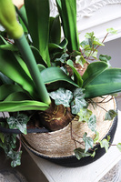 Amarylis w koszu z trawy