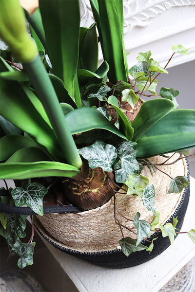 Amarylis w koszu z trawy