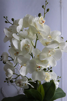 Norway Black, bogaty storczyk w czarno-złotej osłonce