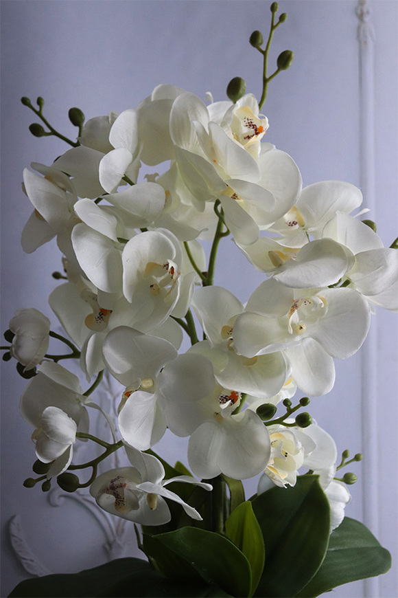 Norway Black, bogaty storczyk w czarno-złotej osłonce