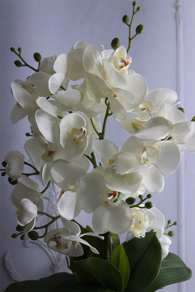 Norway Black, bogaty storczyk w czarno-złotej osłonce