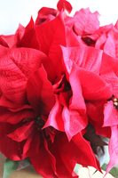 Gwiazda Betlejemska Copper, wysokiej jakości sztuczna roślina