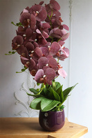 Nemia Hermana, fioletowy gumowy storczyk w doniczce