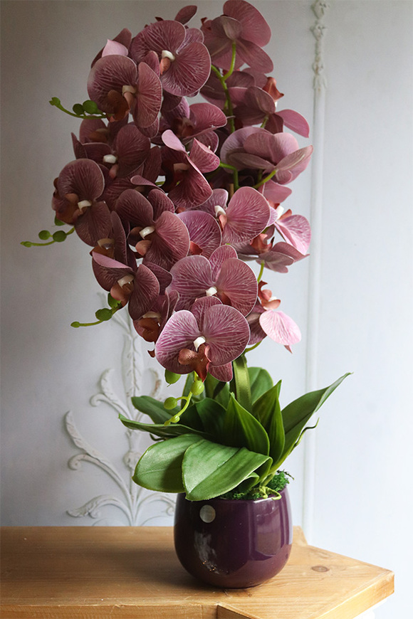 Nemia Hermana, fioletowy gumowy storczyk w doniczce