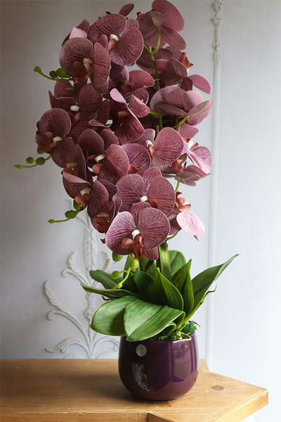 Nemia Hermana, fioletowy gumowy storczyk w doniczce