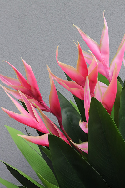 Helikonia Saute Round, kompozycja kwiatowa do Twojej donicy