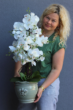 Luise, elegancki storczyk w szarej donicy, wys.75cm