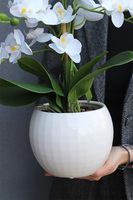 Bielle Pexel, sztuczny storczyk w białej donicy