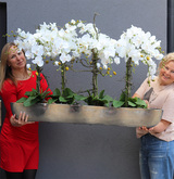 Snake Modern XXL, sztuczny storczyk w srebrnej donicy, wym.79x120cm