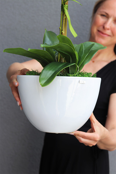 Cinderella Blue, granatowy storczyk w białej donicy, wys.74cm 