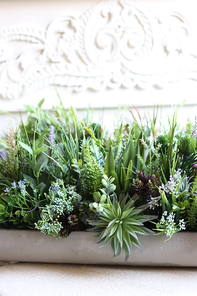 kompozycja sukulenty w długiej donicy, Hektor Modenato