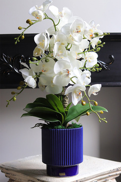 Blue Curena, sztuczny storczyk w niebieskiej doniczce, wys.60cm