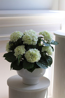 Pelargonie Białe, pelargonie w pucharze