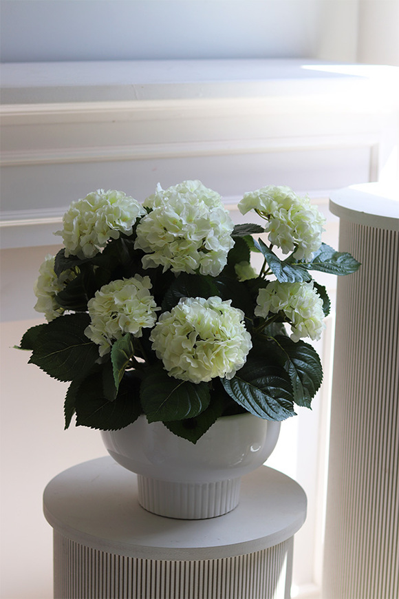 Pelargonie Białe, pelargonie w pucharze