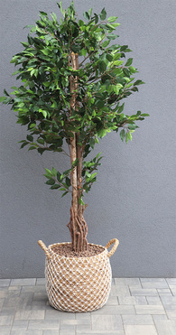 Drzewko Ficus Benjamin, sztuczne drzewo w ozdobnym koszu, wys.197cm