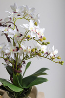 Orchid Heart, gumowy storczyk w złotej misie