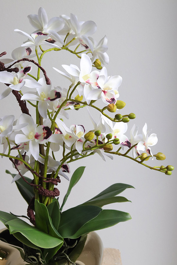 Orchid Heart, gumowy storczyk w złotej misie