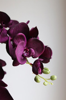 Bakłażanowy Purple, fioletowy storczyk w donicy