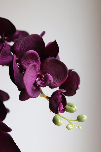 Bakłażanowy Purple, fioletowy storczyk w donicy