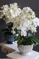 Pearl Embassy, nowoczesny storczyk w ceramicznym pucharze