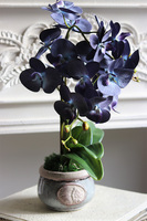 Bluema, granatowy storczyk w donicy vintage