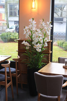 Ambasador Grande Fiberglass 2, duży storczyk w czarnej donicy