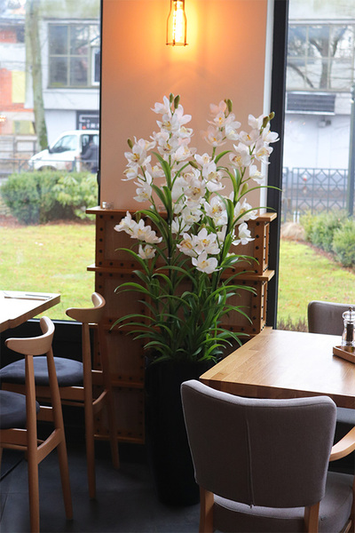 Ambasador Grande Fiberglass 2, duży storczyk w czarnej donicy