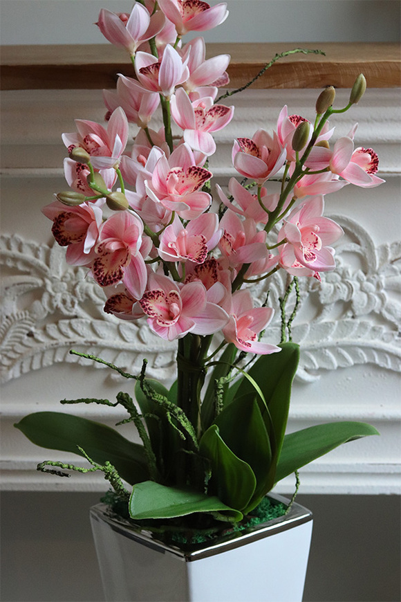 Pink Lanita, gumowy storczyk cymbydium w doniczce