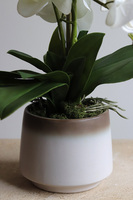 Barbara, sztuczny storczyk w osłonce ombre