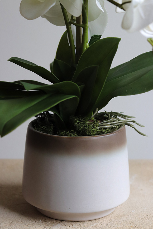 Barbara, sztuczny storczyk w osłonce ombre