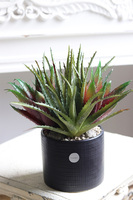 Aloes Black Modern, sukulenty w czarnej donicy