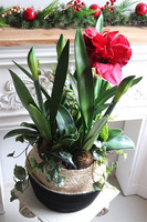 Amarylis w koszu z trawy