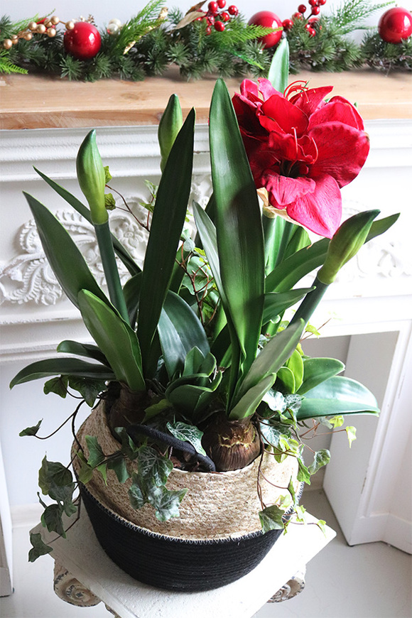 Amarylis w koszu z trawy