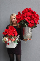 Amarylis Winter Premium 2, świąteczny stroik z czerwonym amarylisem