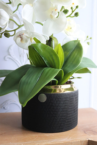 Norway Black, bogaty storczyk w czarno-złotej osłonce