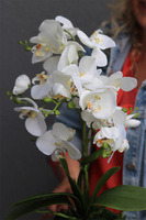 Turtle, sztuczny storczyk w zielonej osłonce