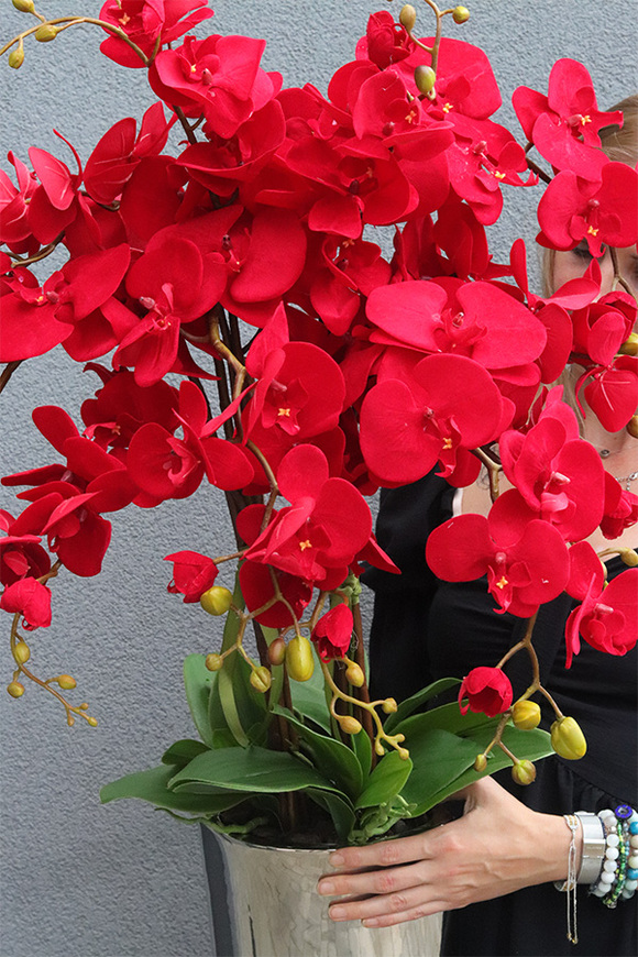 Red Velvet Manfredo, czerwony storczyk w wąskiej donicy