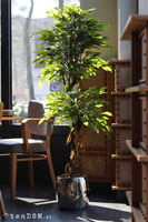 Fikus Benjamin D, sztuczna roślina w doniczce