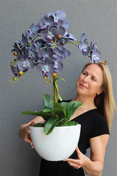 Cinderella Blue, granatowy storczyk w białej donicy, wys.74cm 