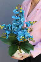 Turkuserra, niebieski storczyk w białej doniczce