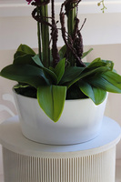 Fuksja House Malaga, sztuczny storczyk w białej donicy,