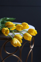 Marzia Yellow, tulipan gumowy, gałązka