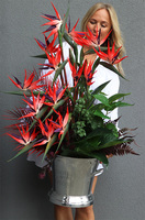 Cooler Strelicja&Friends, egzotyczna kompozycja w coolerze