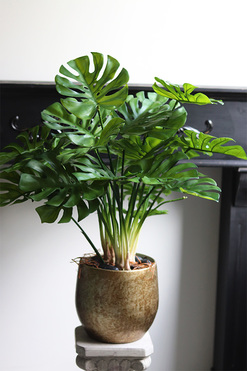 Monstera Gold Hillton, drzewko sztuczne w donicy, wys.67cm 