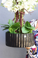 Nullina Black, sztuczny storczyk w czarnej misie