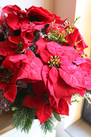 Velurro Gwiazda Betlejemska, flowerbox zimowy