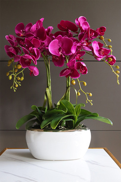 Fuksja Befena, storczyk w donicy glamour, wys.56cm 