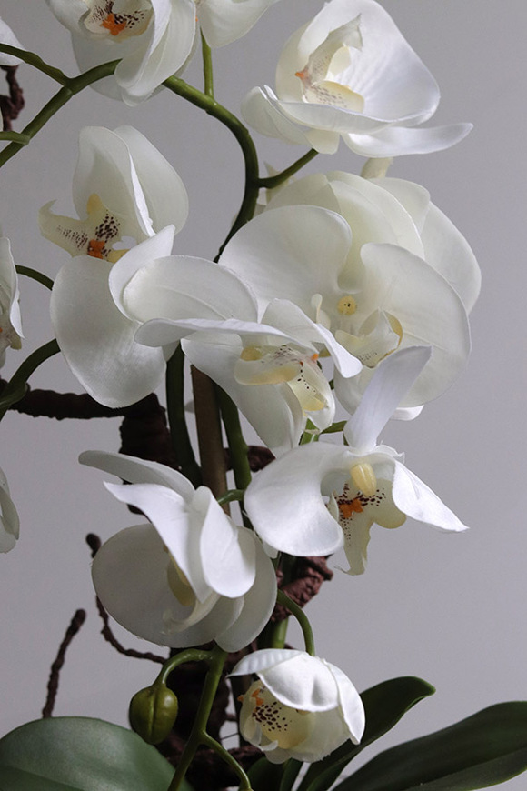 Glassier Como 2, sztuczny storczyk w szklanej tubie