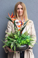 Strelicja Czerń, egzotyczna kompozycja w misie